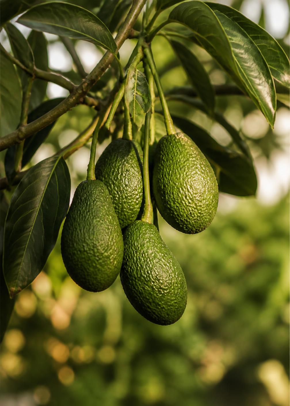 Avocados ripening naturally on the tree
